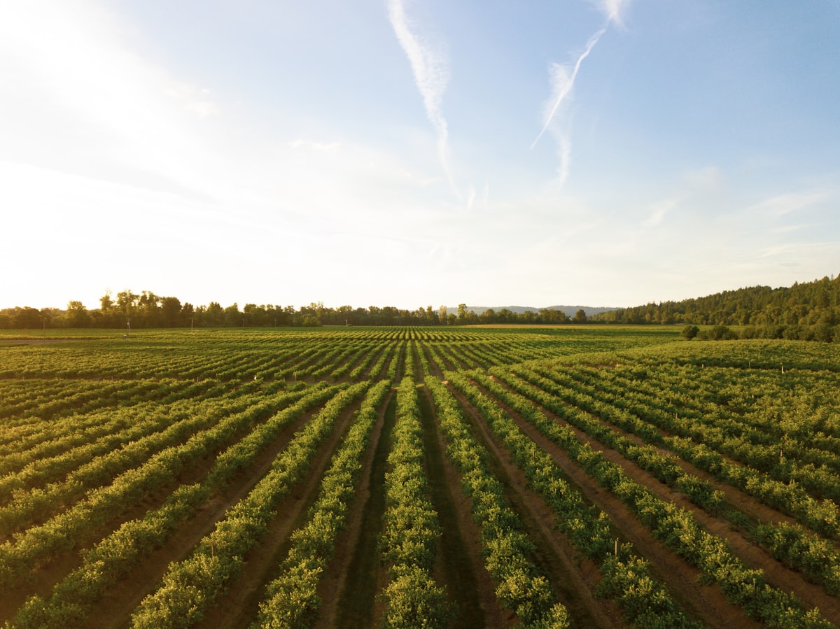 Green crops on a Dutch arable farm